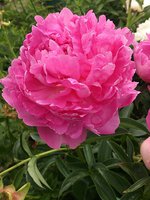 IMG_20130619_220657.jpg