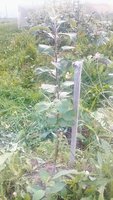 IMG_20170808_202234_739.jpg