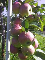 IMG_20170809_081749-min.jpg