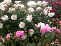 IMG_20130620_124822.jpg