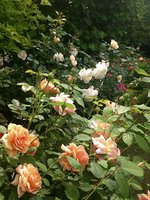 IMG_20130620_124933.jpg