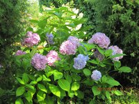 IMG_2901.JPG