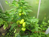 IMG_2858.JPG
