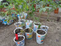 DSC06170-01.jpg