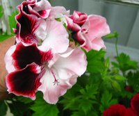 IMG_3833.JPG