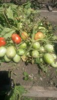 20170810_122541.jpg