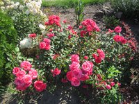 IMG_1182.JPG
