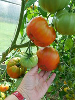 DSCN0654-Олимпийский огонь.JPG
