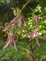 IMG_20130620_180956.jpg