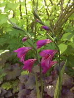 IMG_20130620_181941.jpg