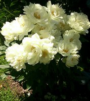 IMG_20130621_145037.jpg