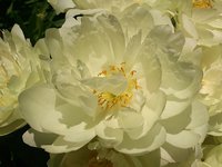IMG_20130621_145108.jpg