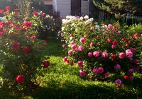 IMG_20130621_202540.jpg