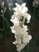 IMG_20130621_195557.jpg