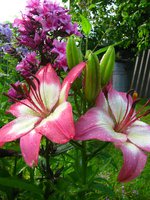 IMG_3963-1.jpg