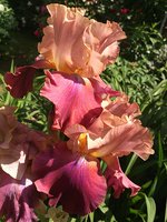 IMG_20130621_195804.jpg