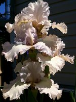 IMG_20130621_200128.jpg