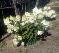 IMG_20170813_191607_692.jpg
