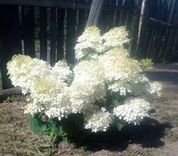 IMG_20170813_191524_761.jpg
