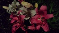 20170811_222911.jpg