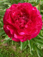 IMG_20130621_023130.jpg