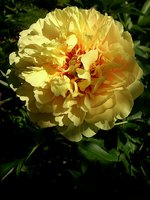 IMG_20130621_133207.jpg