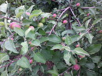 IMG_20130622_090725.jpg