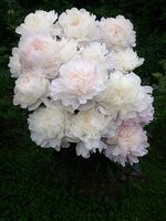 IMG_20130622_120640.jpg