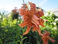 IMG_2910.JPG