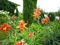 IMG_2925.JPG