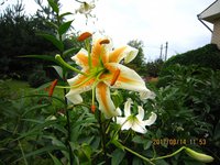 IMG_2921.JPG