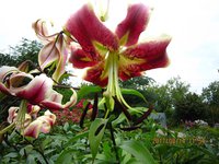 IMG_2922.JPG