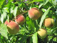IMG_0021.JPG