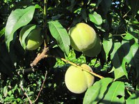 IMG_0026.JPG