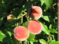 IMG_0027.JPG