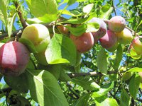IMG_0034.JPG