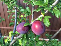 IMG_6868.JPG