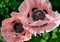 346. Papaver 		Mrs. Perry	I	1,10<br />примерно 77р<br /><br />gev09