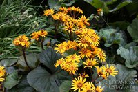 332. Ligularia dentata Desdemona I 0,87<br />примерно 61р<br /><br />gev09<br />ната41<br />gev09<br />gev09