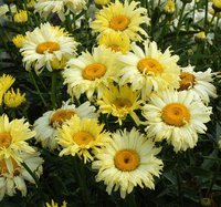 347. Leucanthemum 		Broadway Lights ® 1,64<br />примерно 115р<br /><br />gev09<br />gev09
