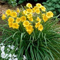 12. лилейник Stella de Oro 0,32 Yellow Very 40 cm 8 cm<br />/примерно 23р<br /><br />gev09<br />gev09<br />gev09<br />gev09<br />gev09<br />gev09<br />Klaris----5 штук