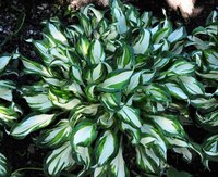 139. Hosta Undulata Mediovariegata - 0,39<br />примерно 28р<br /><br />gev09<br />gev09<br />gev09<br />gev09<br />gev09<br />ЕЛЕНА М 76---2 шт