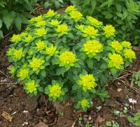 350. Euphorbia	polychroma		I	0,52<br />примерно 37р<br /><br />gev09<br />gev09