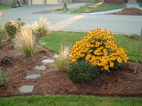 351. Rudbeckia	fulgida	Goldsturm	I	0,68<br />примерно 48р<br /><br />gev09<br />gev09<br />gev09<br />gev09