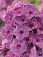 48.Phlox paniculata Classic Cassis I 0.68/примерно 48р <br /><br />gev09<br />gev09