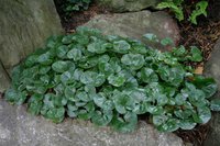 352. Asarum	europaeum		I	0,96<br />примерно 68р<br /><br />gev09<br />gev09<br />Оксана