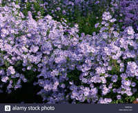 353. Aster	novi-belgii	Brigitte	I	0,78<br />примерно 55р<br /><br />gev09<br />gev09