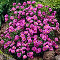 354. Aster	novi-belgii	Sarah Ballard	I	0,78<br />примерно 55р<br /><br />gev09<br />gev09