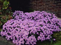 355. Aster	dumosus	Prof A. Kippenberg	I	0,64<br />примерно 45р<br /><br />gev09<br />gev09