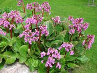 356. Bergenia	cordifolia	Rotblum	I	0,78<br />примерно 55р<br /><br />gev09<br />gev09